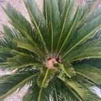 Cykas japonský (Cycas revoluta) - výška 60-80 cm, kont. C30L